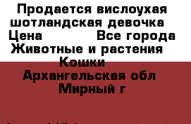 Продается вислоухая шотландская девочка › Цена ­ 8 500 - Все города Животные и растения » Кошки   . Архангельская обл.,Мирный г.